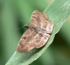 Quadrus u-lucida