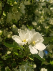 Malus sylvestris