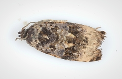 Endothenia gentianaeana