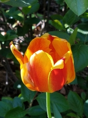 Tulipa gesneriana