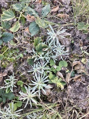 Berroa gnaphalioides