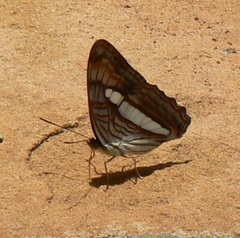 Adelpha falcipennis