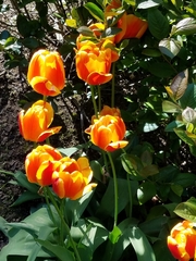 Tulipa gesneriana