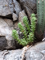 Sedum chazaroi