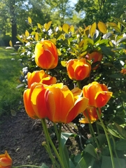 Tulipa gesneriana