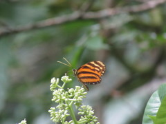 Hypothyris lycaste dionaea