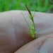 Carex novae-angliae - Photo (c) Brent Turcotte, algunos derechos reservados (CC BY-NC), subido por Brent Turcotte