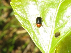 Cryptocephalus rufipes