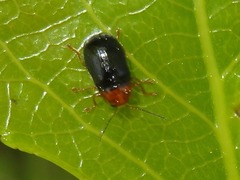 Cryptocephalus rufipes