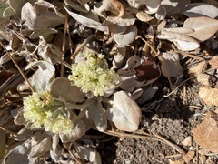 Eriogonum robustum