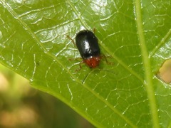Cryptocephalus rufipes