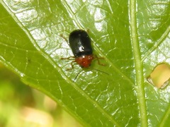 Cryptocephalus rufipes