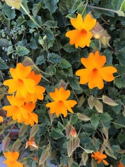 Thunbergia gregorii
