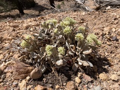 Eriogonum robustum