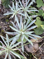 Berroa gnaphalioides