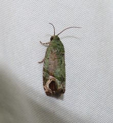 Sorolopha phyllochlora