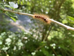 Euproctis chrysorrhoea