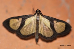 Hyalea