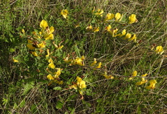 Chamaecytisus