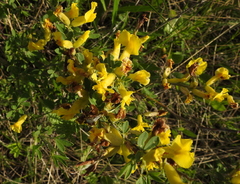 Chamaecytisus