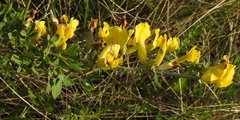 Chamaecytisus