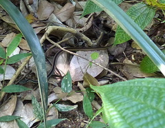 Thamnosophis lateralis