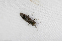 Agrilus lecontei