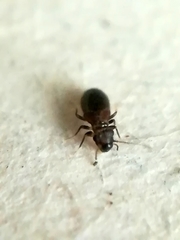 Lepinotus
