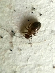 Lepinotus