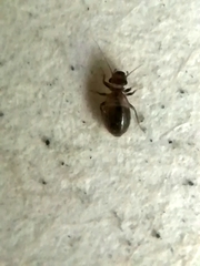 Lepinotus