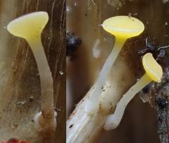 Hymenoscyphus menthae