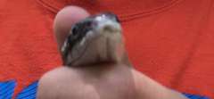 Pantherophis alleghaniensis