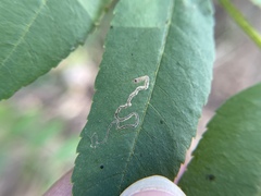 Stigmella longisacca