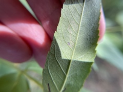 Stigmella longisacca