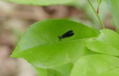 Mystacides azureus