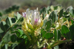 Astragalus lentiginosus chartaceus