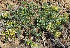 Astragalus lentiginosus chartaceus