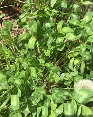 Trifolium pratense