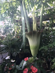 Amorphophallus titanum