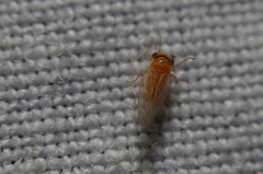 Heteropsylla