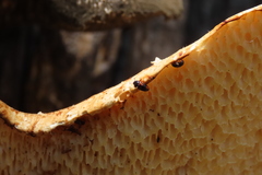 Dacne quadrimaculata