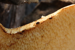 Dacne quadrimaculata