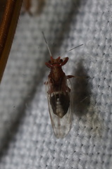 Bactericera antennata