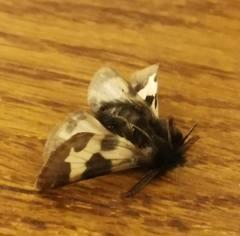 Watsonarctia deserta