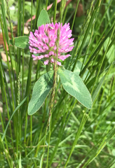 Trifolium pratense