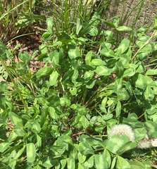 Trifolium pratense