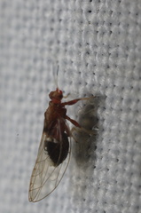 Bactericera antennata