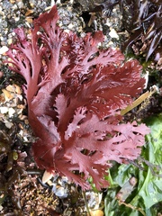 Callophyllis flabellulata