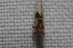 Bactericera antennata