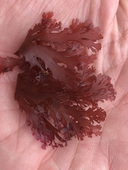 Callophyllis flabellulata